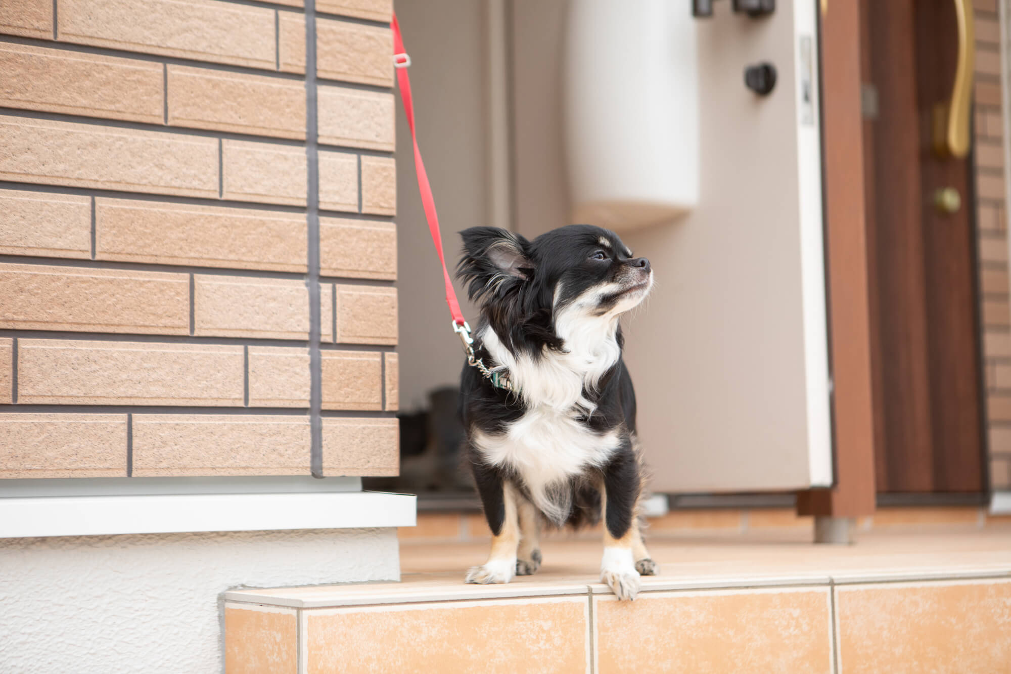小型犬に合ったリード選びが重要な理由